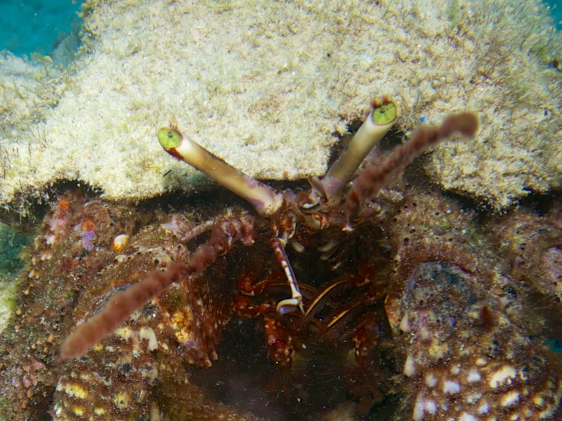 Giant Hermit Crab IMG_4640.jpg